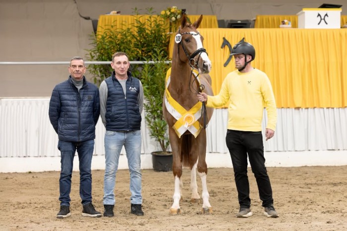 Verdener Hengstkörung mit Hengstmarkt – Springhengste