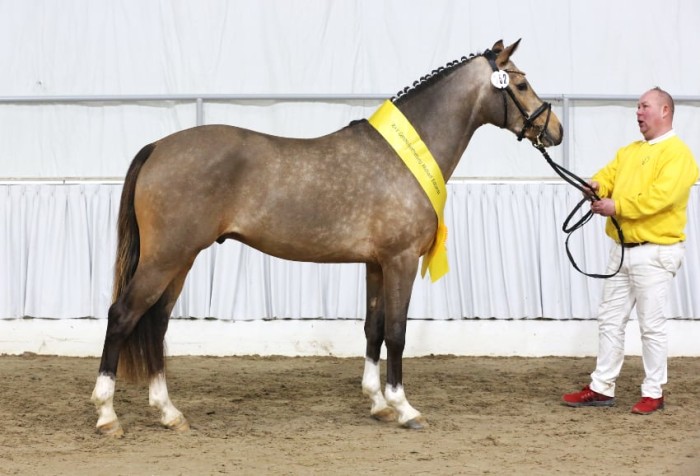 Ponyverband Hannover lud zur Körung 2025 nach Verden