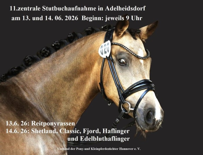Elfte zentrale Stutbuchaufnahme für Ponyrassen in Adelheidsdorf