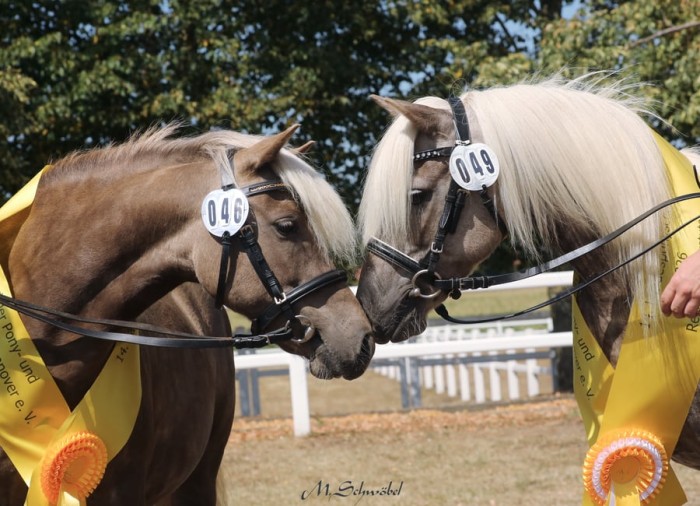 Landesponyschau der hannoverschen Ponyzüchter in der Kirchdorfer Heide